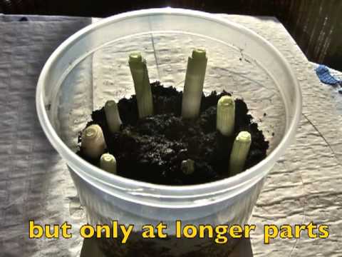 how to replant spring onion