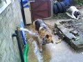 Cleo the Alsation cooling off on a hot day