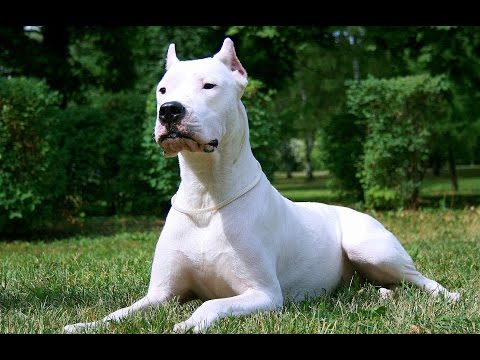 dogo