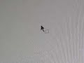 Ant Trapped Inside Computer Screen