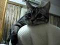 ももにゃんこ☆圧力鍋にびっくり