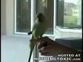 Clever parakeet bird tricks