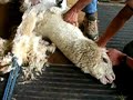 Alpaca neck and legs being shorn Alpaca neck and legs being shorn