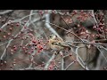 5d mark2 ???  Leica Televid77 800mm - ?? Brambling