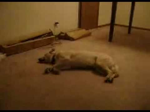 狗狗睡覺居然睡到夢游啦!!!