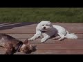 Sparc Mac's Dogs Uncut