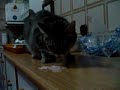felino devorando cerdo