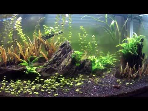 how to care ghost shrimp