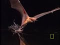 Catfish vs. Bat