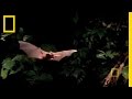 Catfish vs. Bat