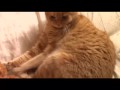 dis-moi coco ! saizon 1 / epizode 1 : amis pour la vie