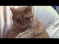 dis-moi coco ! saizon 1 / epizode 1 : amis pour la vie