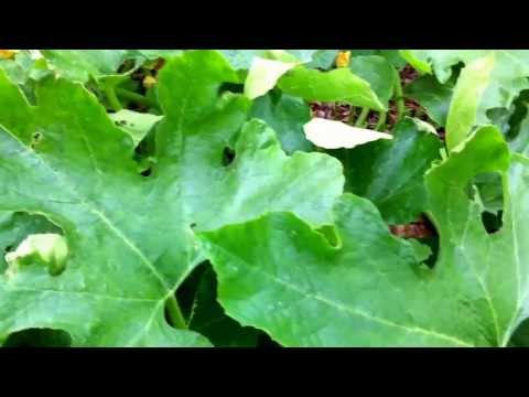 how to harvest acorn squash seeds