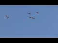 6 Macaws flying at Porcupine Ranch 6 Macaws flying at Porcupine Ranch