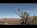 6 Macaws flying at Porcupine Ranch