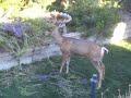 Buck rubs off velvet in our backyard bushes