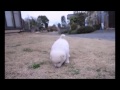 柴ドリル