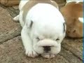 PROGRAMA PET E CIA - bulldog PROGRAMA PET E CIA - bulldog