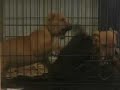 Real Pits ELI/SNooty