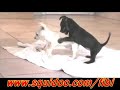 FIBI GREEN EYED LADY LONG VIDEO