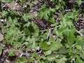 Field Herping Pueblo Prarie/Plateu Lizard &Triploid Whiptail