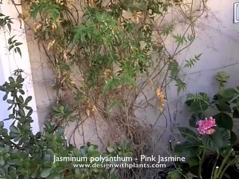 how to transplant jasmine vines