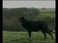 videos de Border Collie Rescue - Nice Work! - Teaser Trailer.