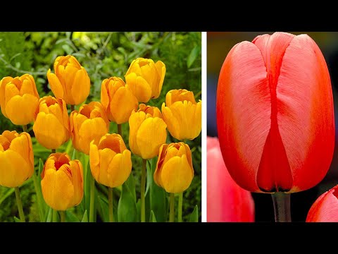 how to collect tulip bulbs