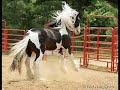 Gypsy vanner tribute