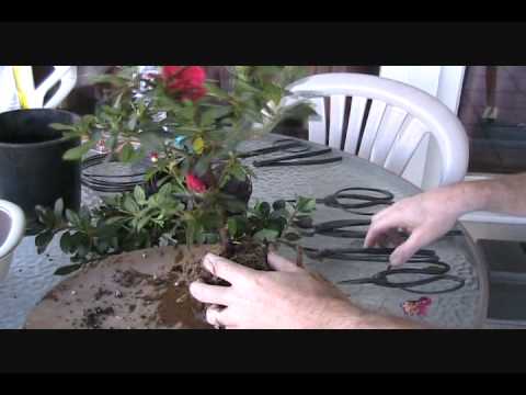 how to properly plant azaleas