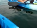 Crystal River Manatee