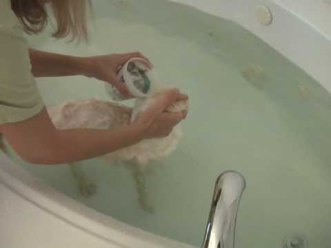 how to properly give a cat a bath