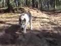 Alaskan Malamute video