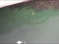 Seabass feeding Seabass feeding