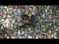 The Plastiki: A Peek at... Guarda video