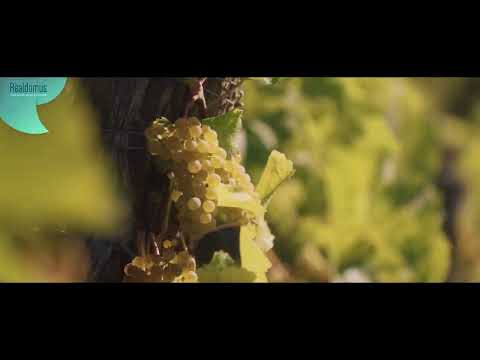 Video Prodej, Pozemek, Vinohrad, Lhenice, 8000 m2