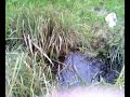 NickJump