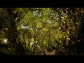BBC One Ident - 'Magical Forest' 2007 BBC One Ident - 'Magical Forest' 2007