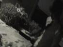 The Murder