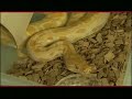 Charlotte - La Ferme Tropicale