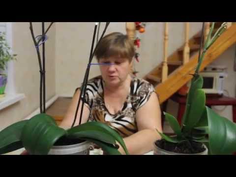 Как приручить Строптивую Орхидею?