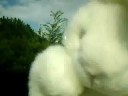 Dave The Bunny~Dave gets a new camera!