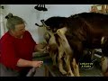 Artisan Cheese On The Farm
