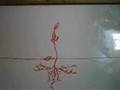 whiteboard butterfly