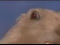 Dramatic Prarie Dog Dr. evil Dramatic Prarie Dog Dr. evil