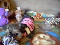 Shorkie puppies Washington State