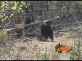 vamosdecaceria.com - Caza de oso negro
