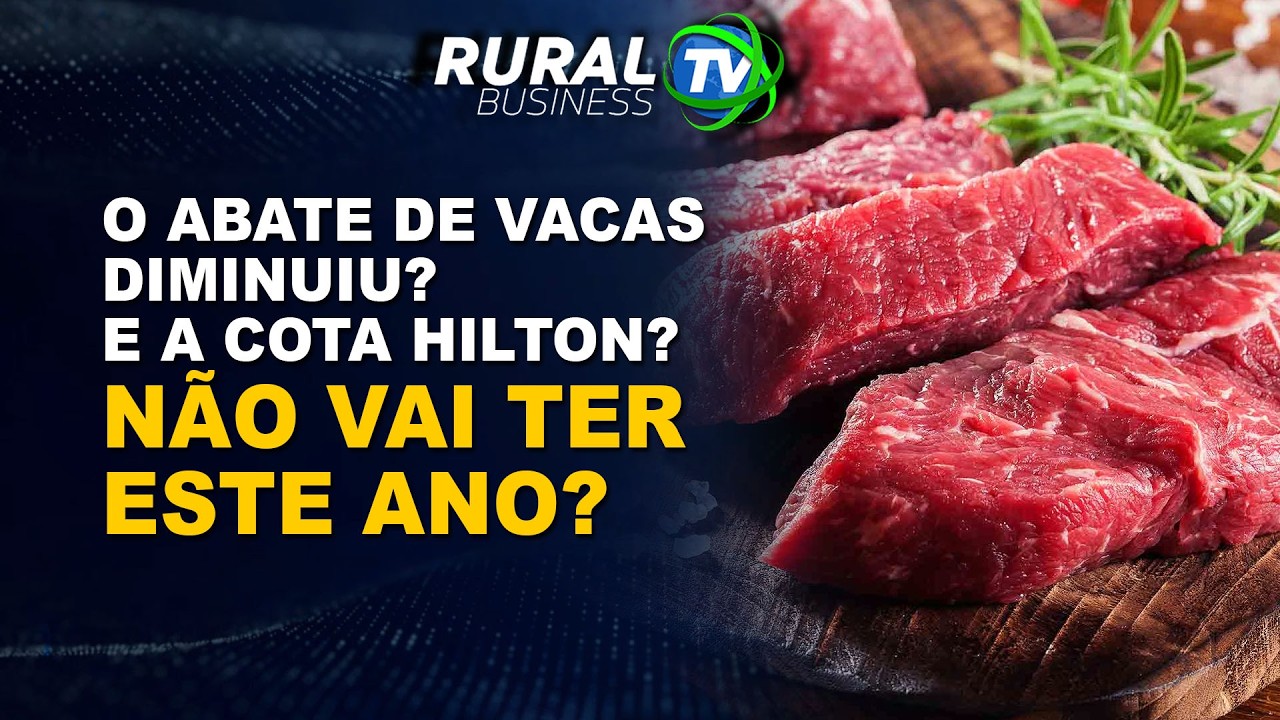 O ABATE DE VACAS DIMINUIU? E A COTA HILTON? NÃO VAI TER ESTE ANO?
