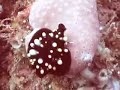 Cowrie, Lembeh Strait, Indonesia Cowrie, Lembeh Strait, Indonesia