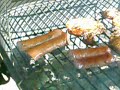 Carne asada en Greenwood SC